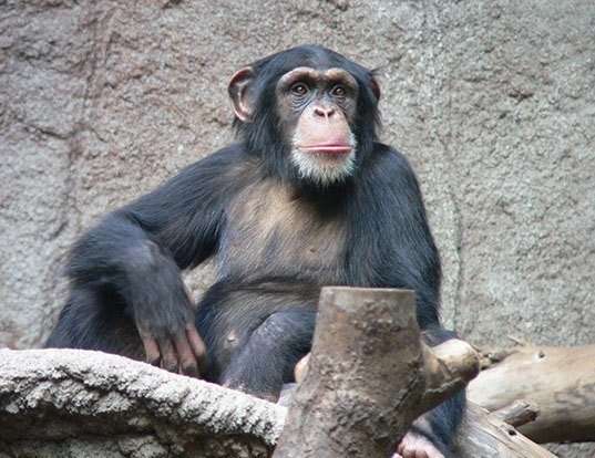 Picture of a chimpanzee (Pan troglodytes)
