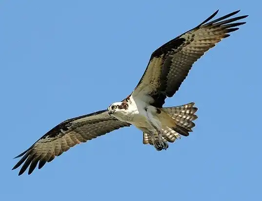 Picture of a osprey (Pandion haliaetus)