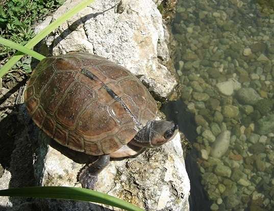 Picture of a brown roofed turtle (Pangshura smithii)