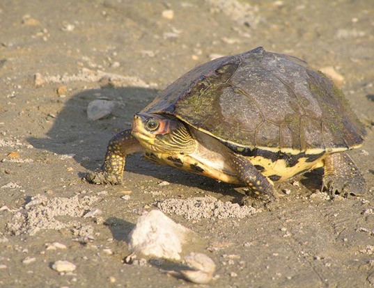 Picture of a indian tent turtle (Pangshura tecta)