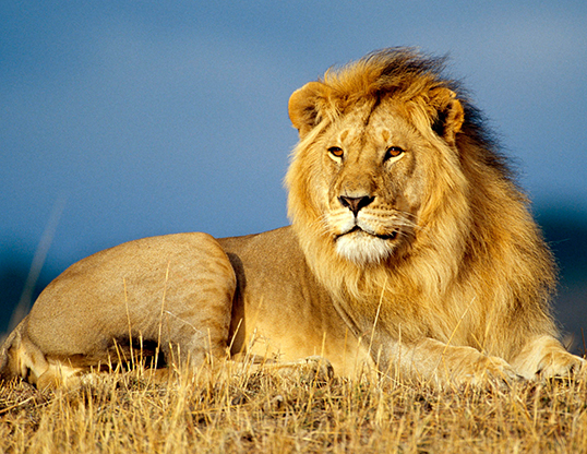Picture of a lion (Panthera leo)