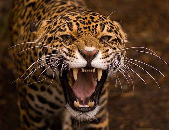 Picture of a jaguar (Panthera onca)