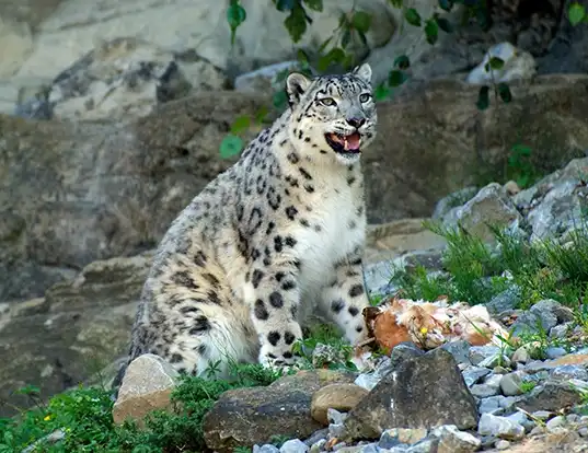 Picture of a snow leopard (Panthera uncia)
