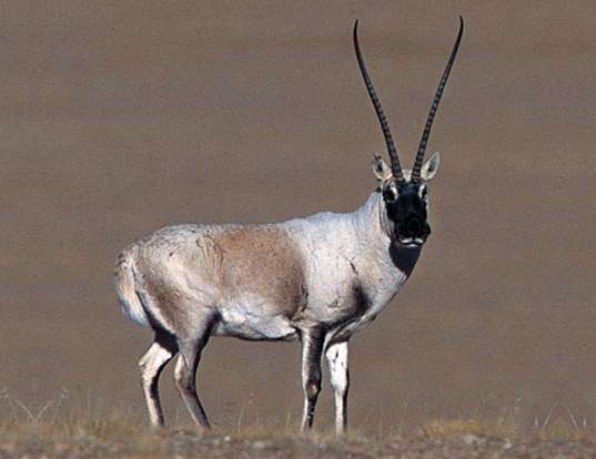 Picture of a tibetan antelope (Pantholops hodgsonii)