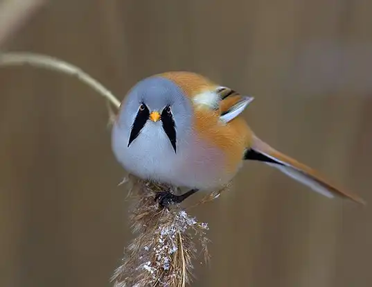 Picture of a bearded parrotbill (Panurus biarmicus)