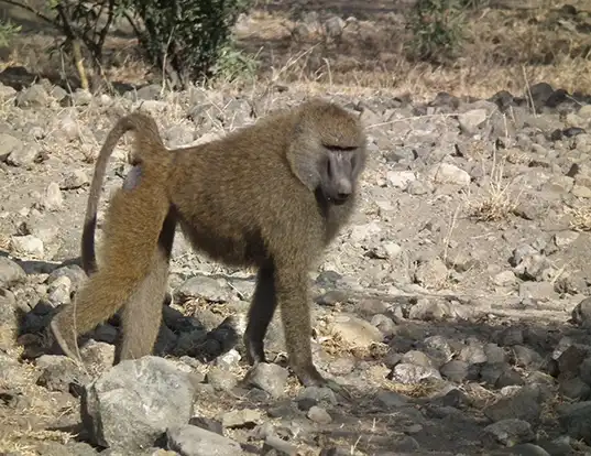 Picture of a olive baboon (Papio anubis)