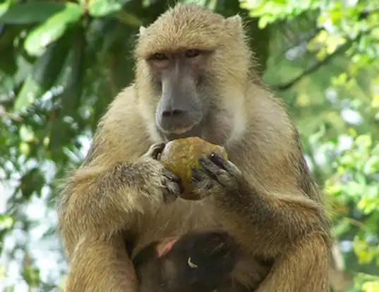 Picture of a yellow baboon (Papio cynocephalus)