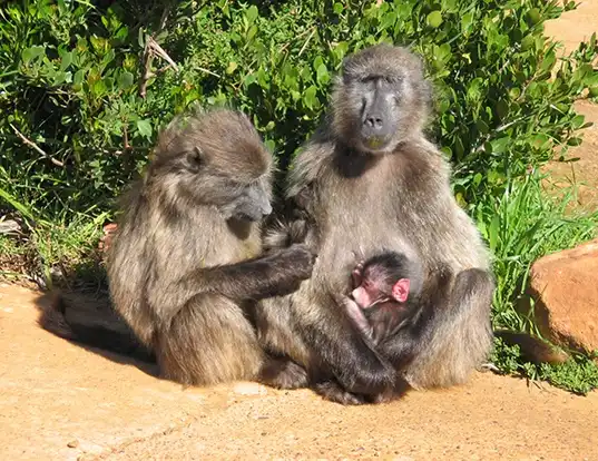 Picture of a chacma baboon (Papio ursinus)