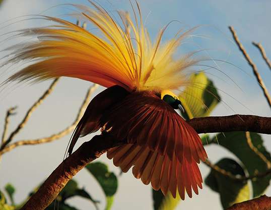Picture of a greater bird of paradise (Paradisaea apoda)