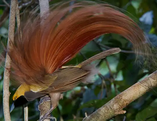 Picture of a goldie's bird of paradise (paradisaea decora)