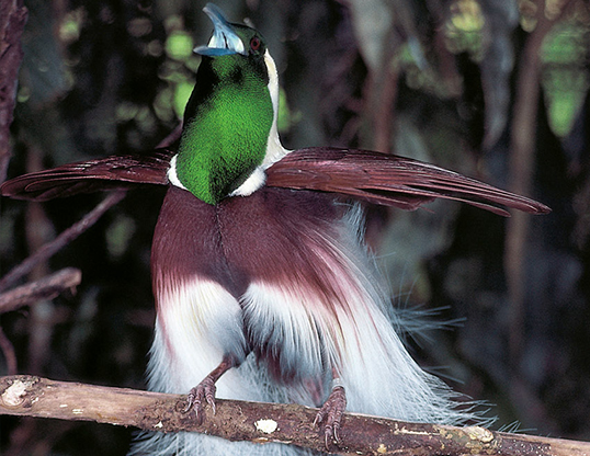 Picture of a emperor bird of paradise (paradisaea guilielmi)