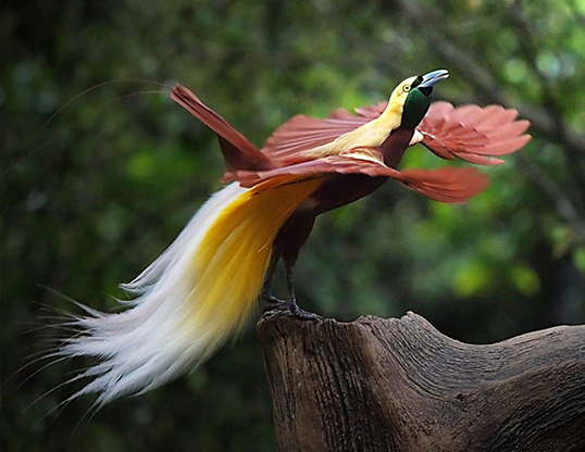 Picture of a lesser bird of paradise (paradisaea minor)
