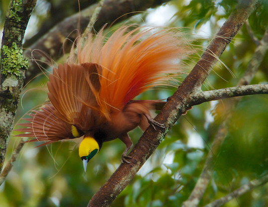 Picture of a raggiana bird of paradise (paradisaea raggiana)