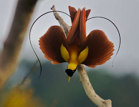 Picture of a red bird of paradise (paradisaea rubra)
