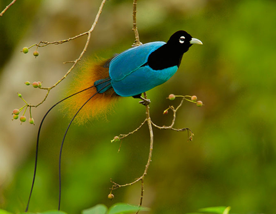 Picture of a blue bird of paradise (paradisaea rudolphi)