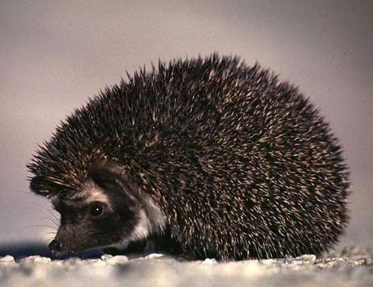Picture of a desert hedgehog (Paraechinus aethiopicus)