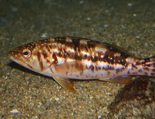 Picture of a kelp bass (Paralabrax clathratus)