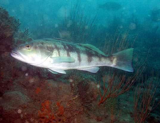 Picture of a barred sand bass (Paralabrax nebulifer)