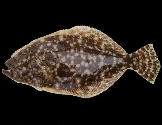 Picture of a southern flounder (Paralichthys lethostigma)