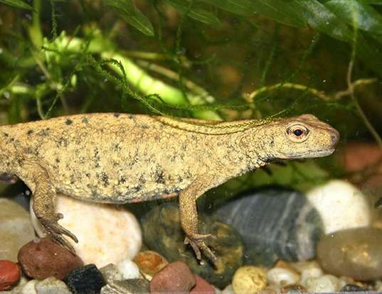 Picture of a chinese warty newt (Paramesotriton chinensis)