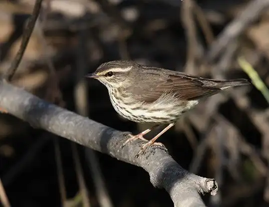 Picture of a northern waterthrush (Parkesia noveboracensis)