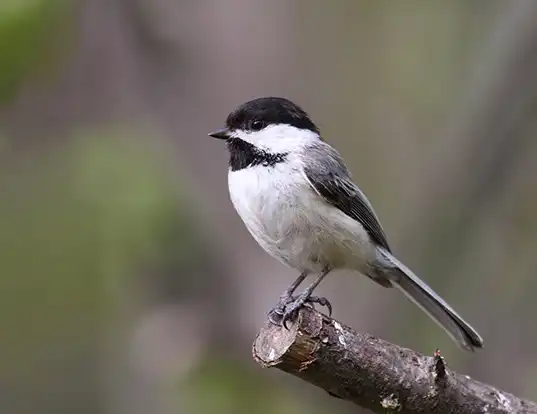 Picture of a black-capped chickadee (Parus atricapillus)