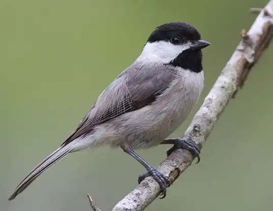 Picture of a carolina chickadee (Parus carolinensis)