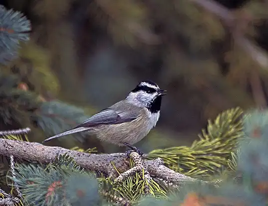 Picture of a mountain chickadee (Parus gambeli)