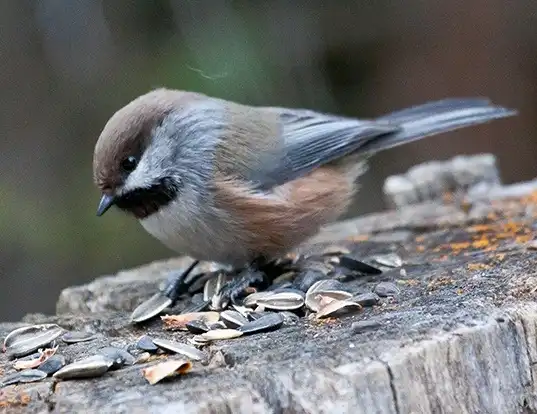 Picture of a boreal chickadee (Parus hudsonicus)
