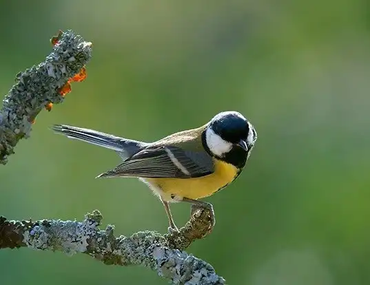 Picture of a great tit (Parus major)