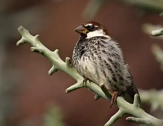Picture of a spanish sparrow (Passer hispaniolensis)