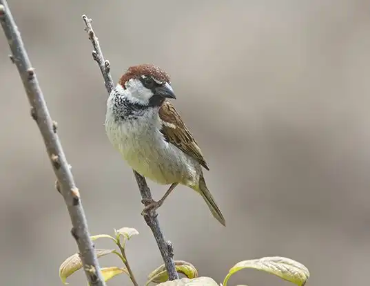 Picture of a italian sparrow (Passer italiae)