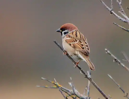 Picture of a eurasian tree sparrow (Passer montanus)