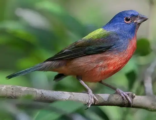 Picture of a painted bunting (Passerina ciris)