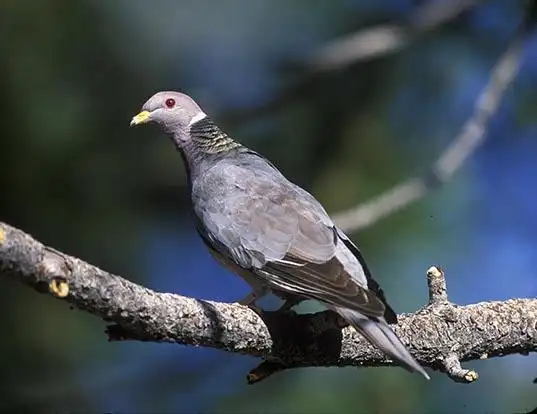 Picture of a northern band-tailed pigeon (Patagioenas fasciata)