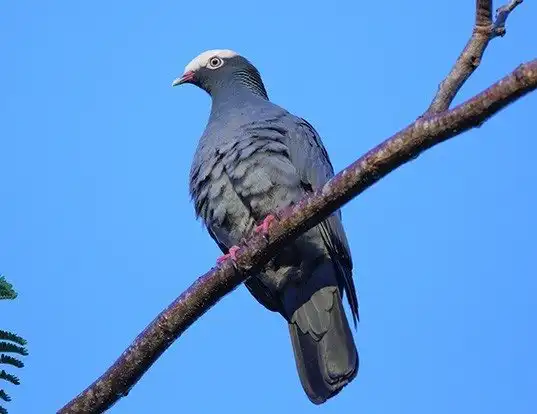 Picture of a white-crowned pigeon (Patagioenas leucocephala)