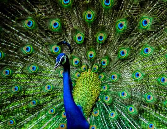 Picture of a peacock (Pavo cristatus)