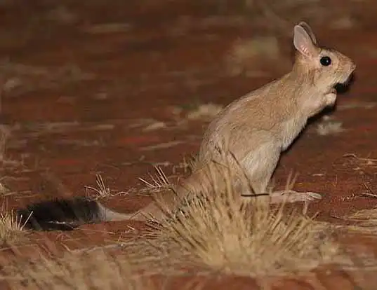 Picture of a spring hare (Pedetes capensis)