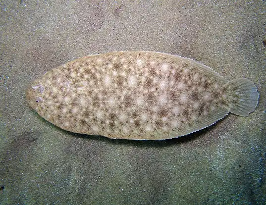 Picture of a atlantic sole (Pegusa lascaris)