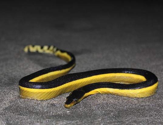 Picture of a yellow-bellied sea snake (Pelamis platurus)