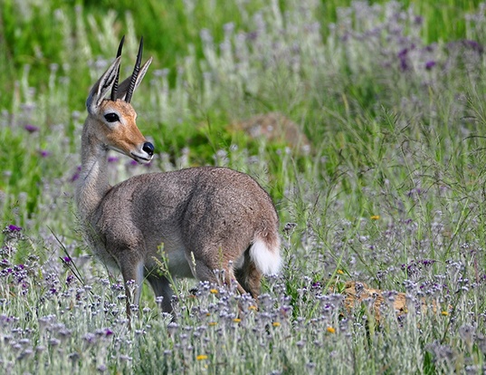 Picture of a grey rhebok (Pelea capreolus)