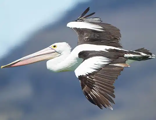 Picture of a australian pelican (Pelecanus conspicillatus)
