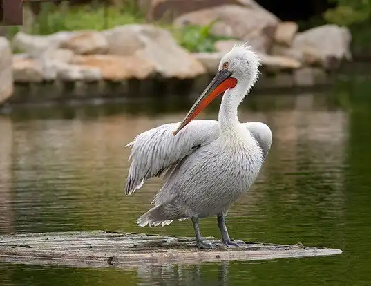 Picture of a dalmatian pelican (Pelecanus crispus)