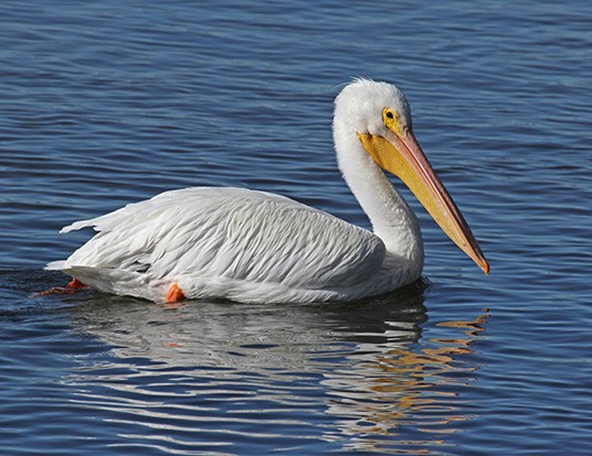 Picture of a american white pelican (Pelecanus erythrorhynchos)