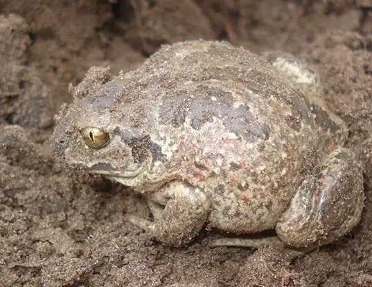 Picture of a spadefoot (Pelobates fuscus)