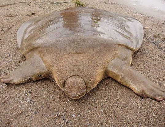 Picture of a asian giant softshell (Pelochelys bibroni)