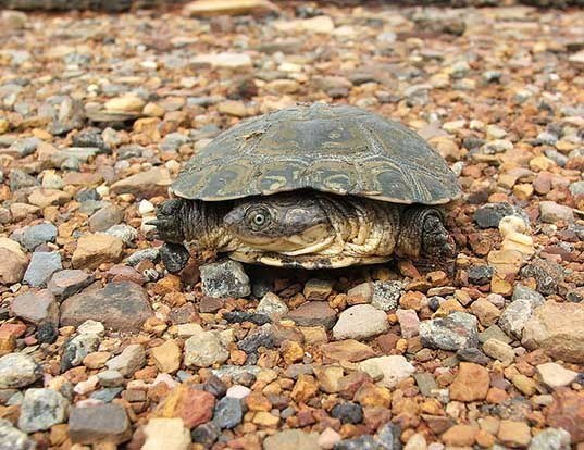 Picture of a helmeted turtle (Pelomedusa subrufa)