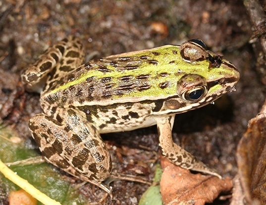 Picture of a black-spotted pond frog (Pelophylax nigromaculatus)