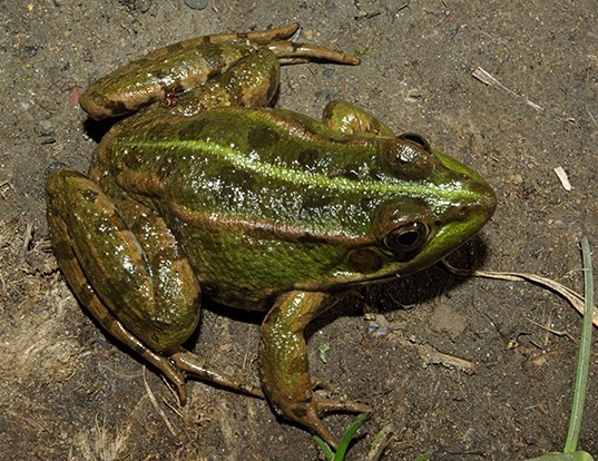 Picture of a italian green frog (Pelophylax perezi)