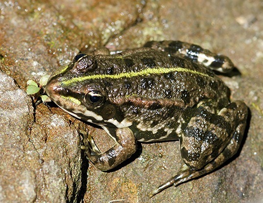 Picture of a eurasian marsh frog (Pelophylax ridibundus)